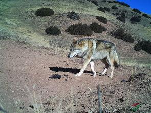 独狼照片,野生灵魂的孤独漫步
